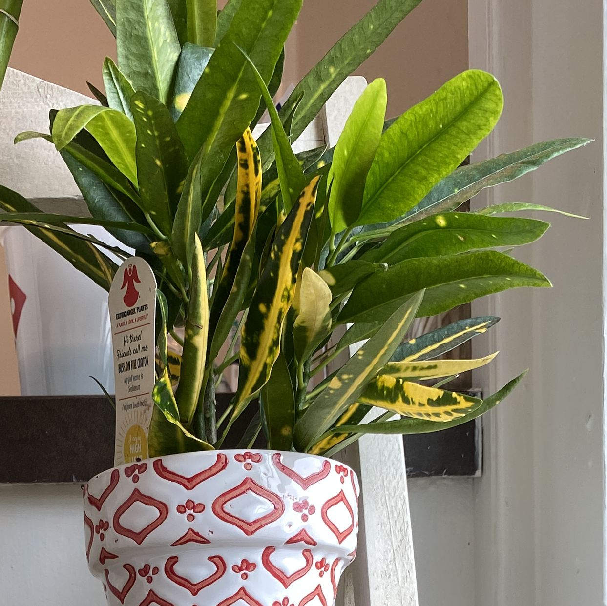 Healthy Croton 'Petra' plant with vibrant green, yellow and red variegated leaves in a decorative red and white pot.