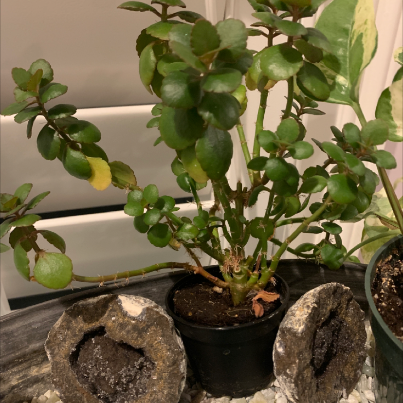 Florist Kalanchoe plant photo by @mymybirdie named Achilles on Greg, the plant care app.