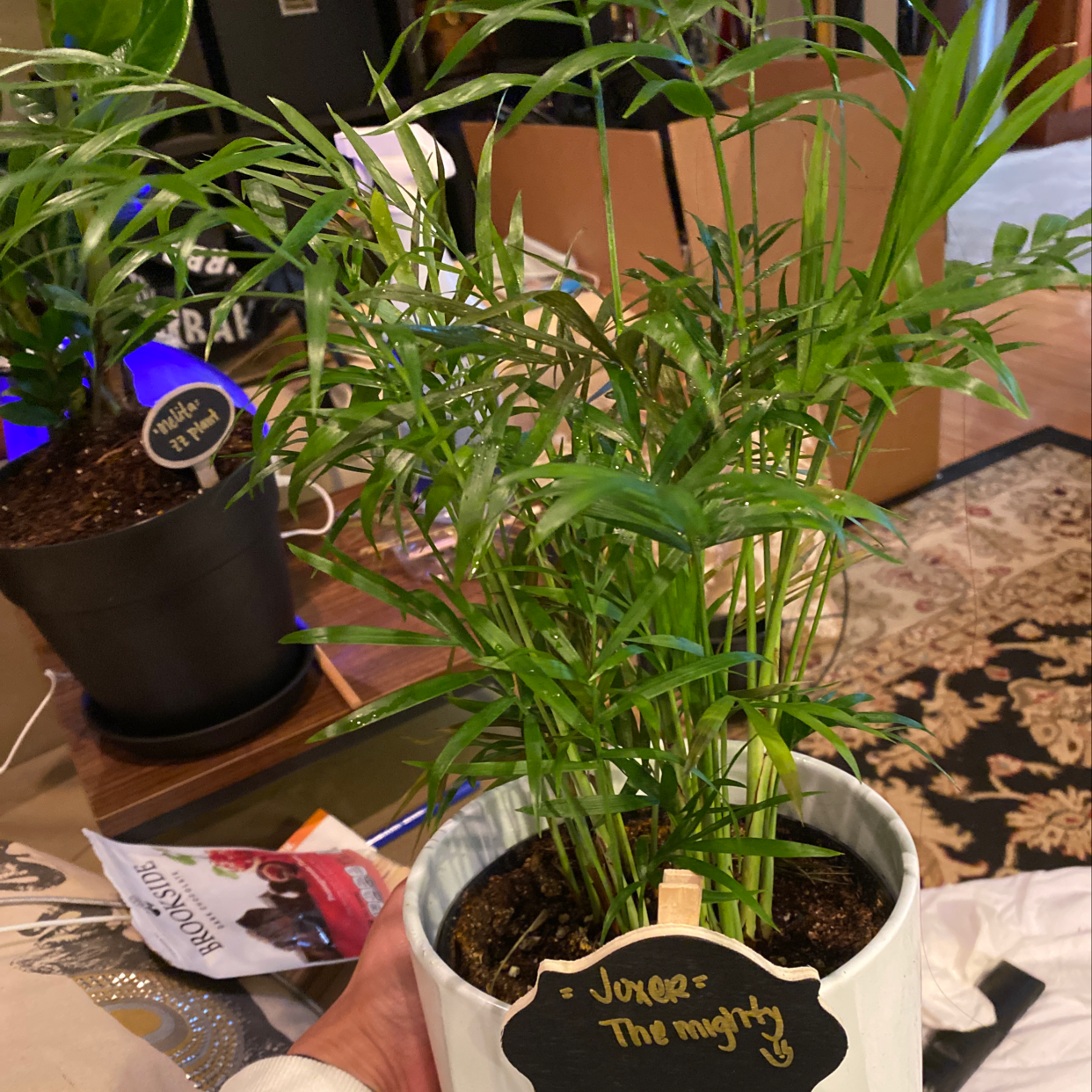 Healthy parlour palm in terracotta pot with chalkboard sign reading 'Jorena The mighty'. Plant has lush green fronds and moist soil.