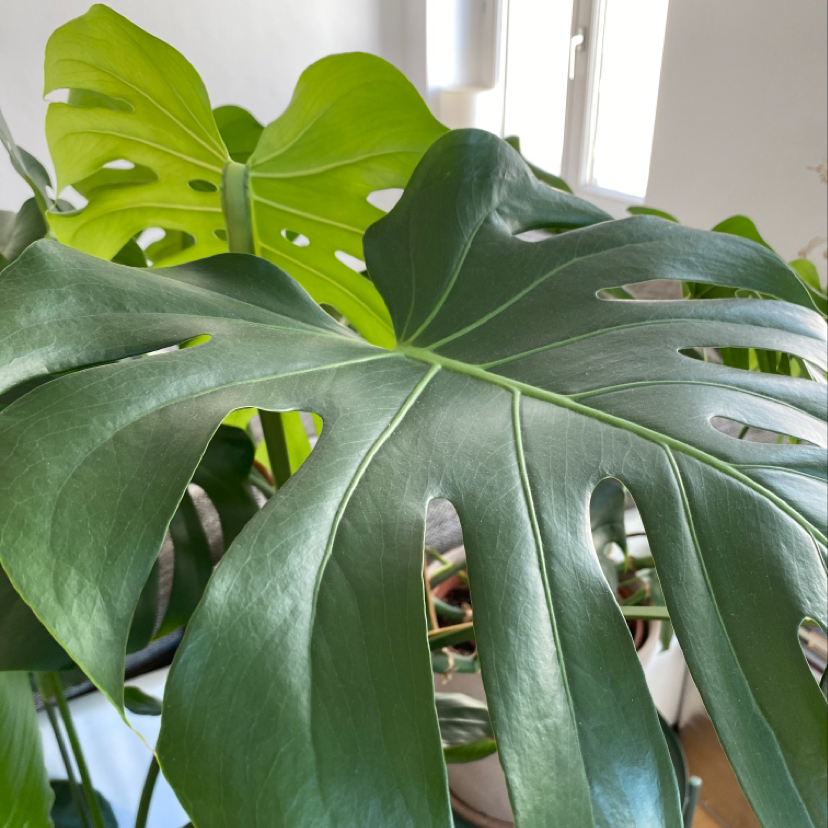 Healthy, thriving Monstera deliciosa plant with large, glossy, split green leaves, well-framed in soft indoor lighting.