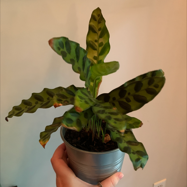 Rattlesnake Plant (Calathea lancifolia) in a pot with some browning leaf tips, held by a hand.