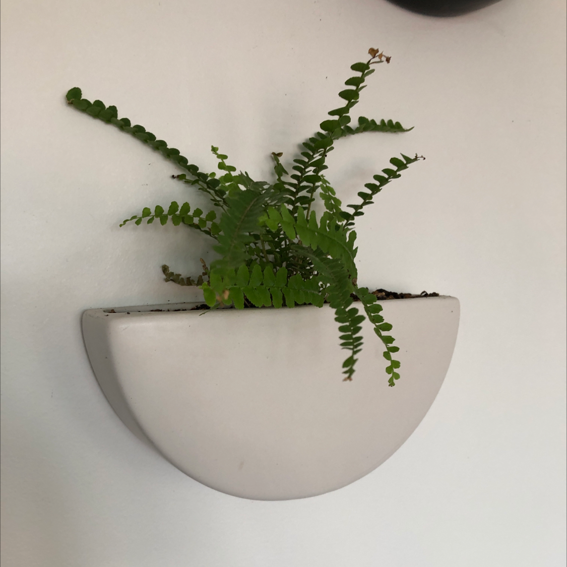 Healthy Erect Sword Fern in white ceramic wall planter against white background, with bright green fronds and many small leaflets.