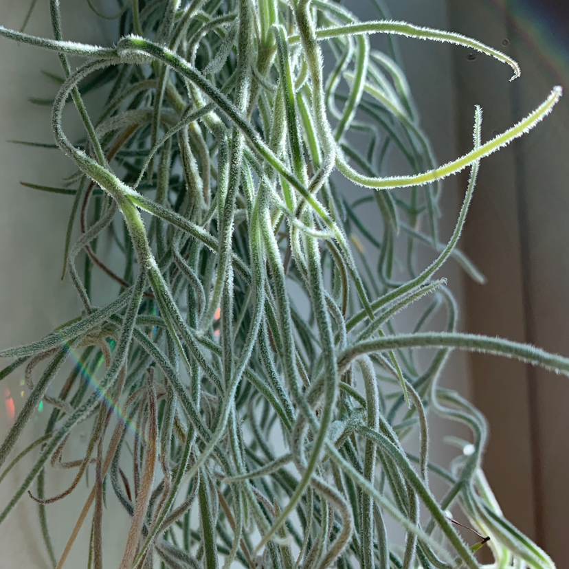Close-up of a healthy Medusa Head Air Plant with thin, elongated green leaves.