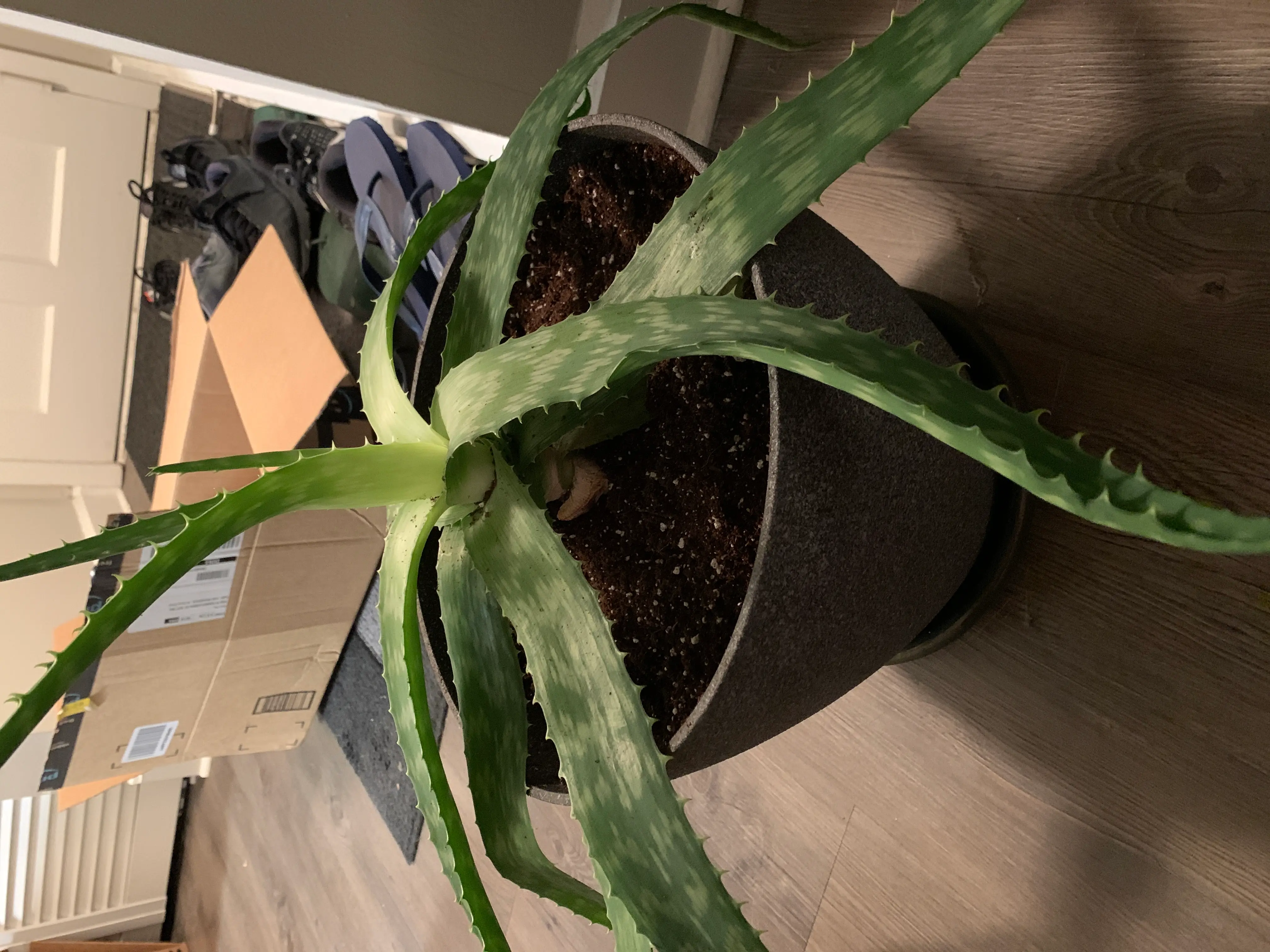 Aloe vera plant photo by @Kfey named Aloe Black on Greg, the plant care app.