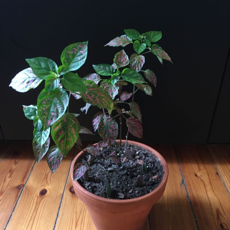 Vibrant Polka Dot Plant in terracotta pot, lush green leaves with pink and red spots, healthy specimen, well-framed photo.