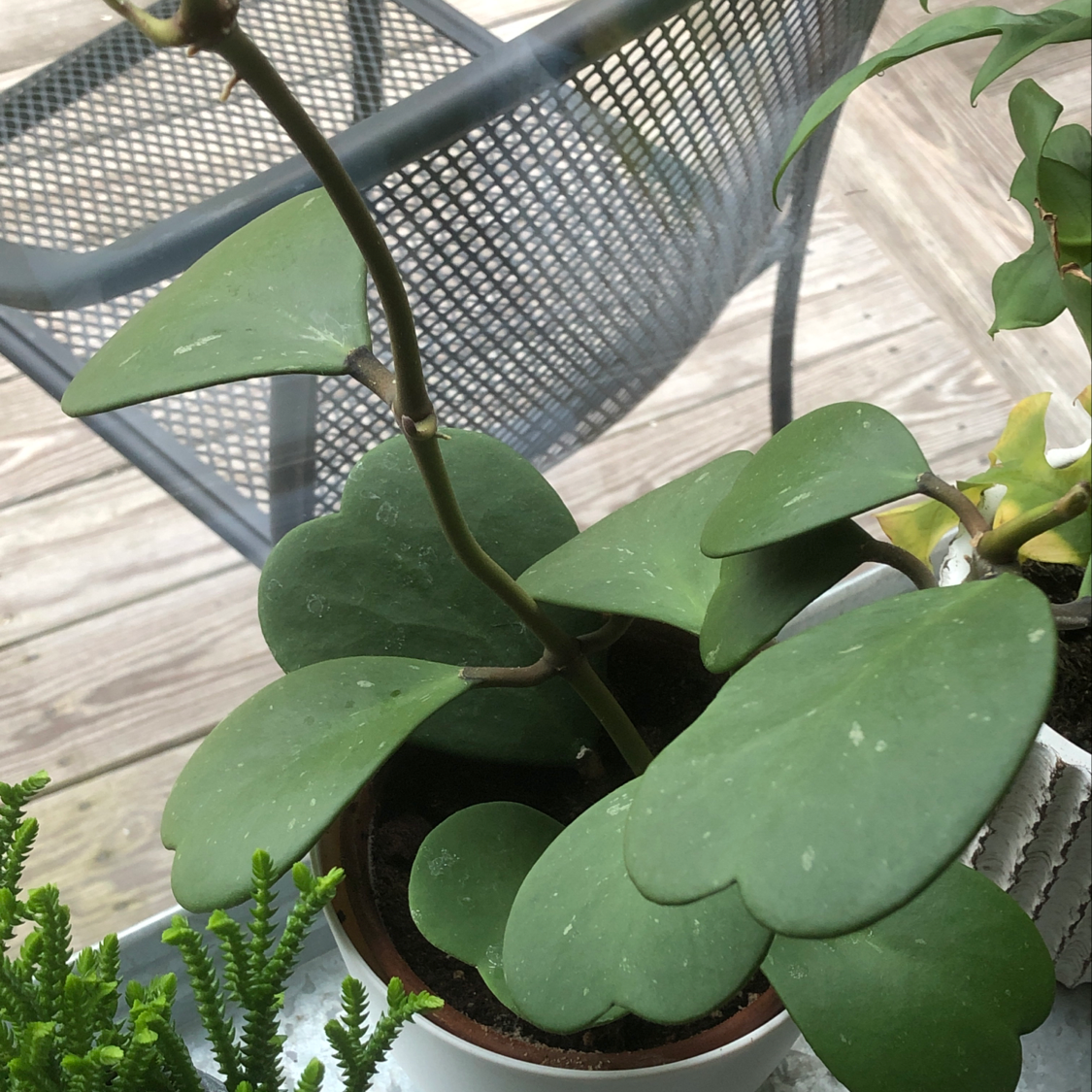 A healthy, glossy baby rubber plant in a small brown pot, with large green heart-shaped leaves, on a wooden surface next to other plants.