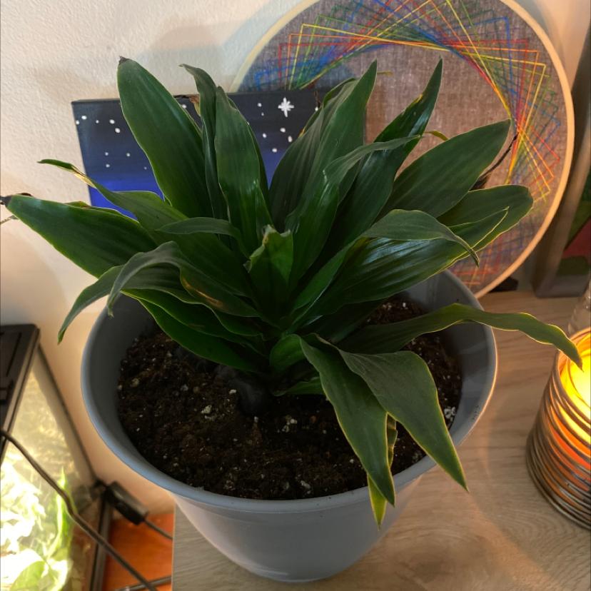 A healthy Cornstalk Dracaena plant with lush green leaves in a white ceramic pot, set against a colorful mirror background.