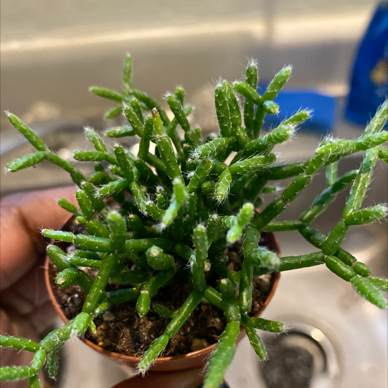 Hairy Stemmed Rhipsalis plant with green, segmented stems in a small pot. Soil and hand visible.