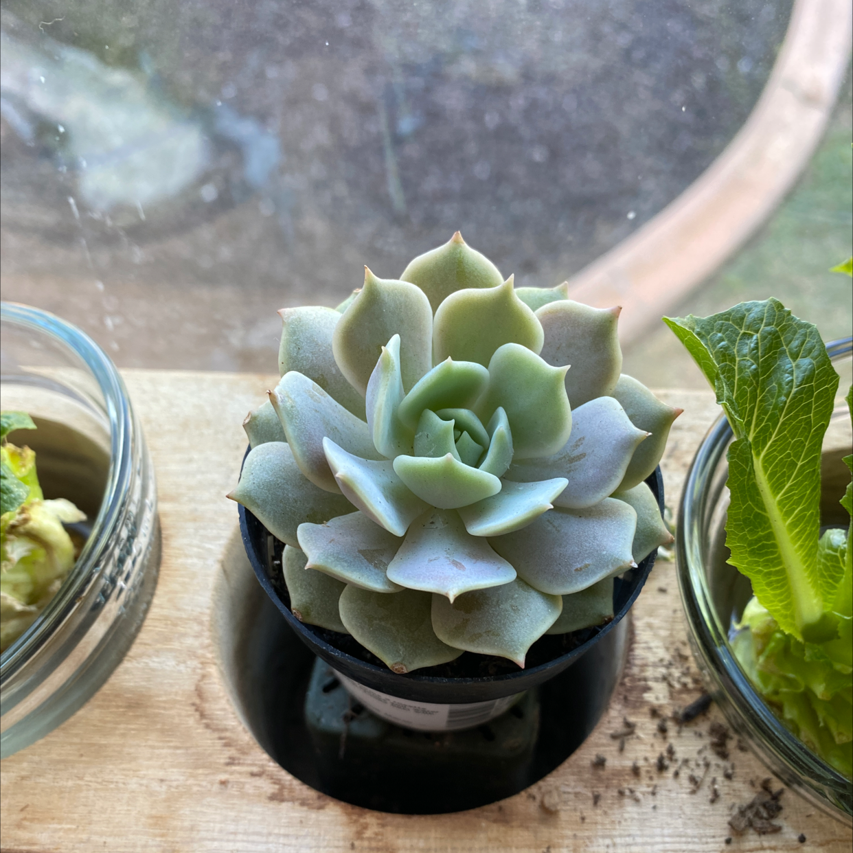 Echeveria Runyonii succulent in a small pot, healthy and well-framed.