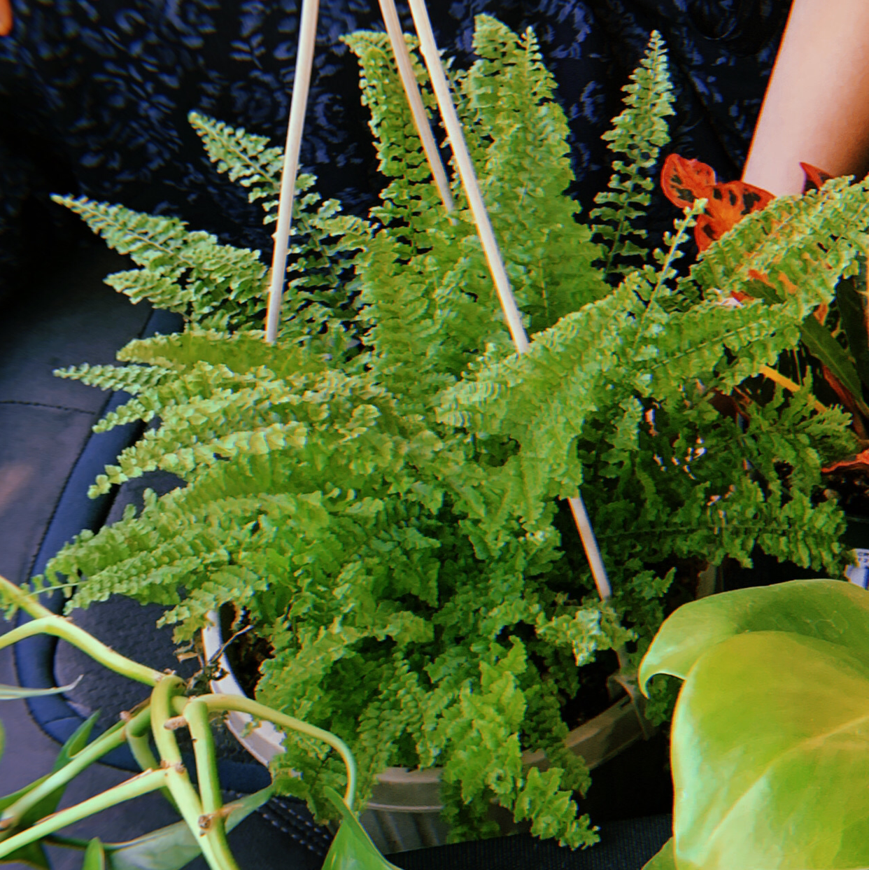 Photo of the plant species diane marie by Anna named bernie on Greg, the plant care app