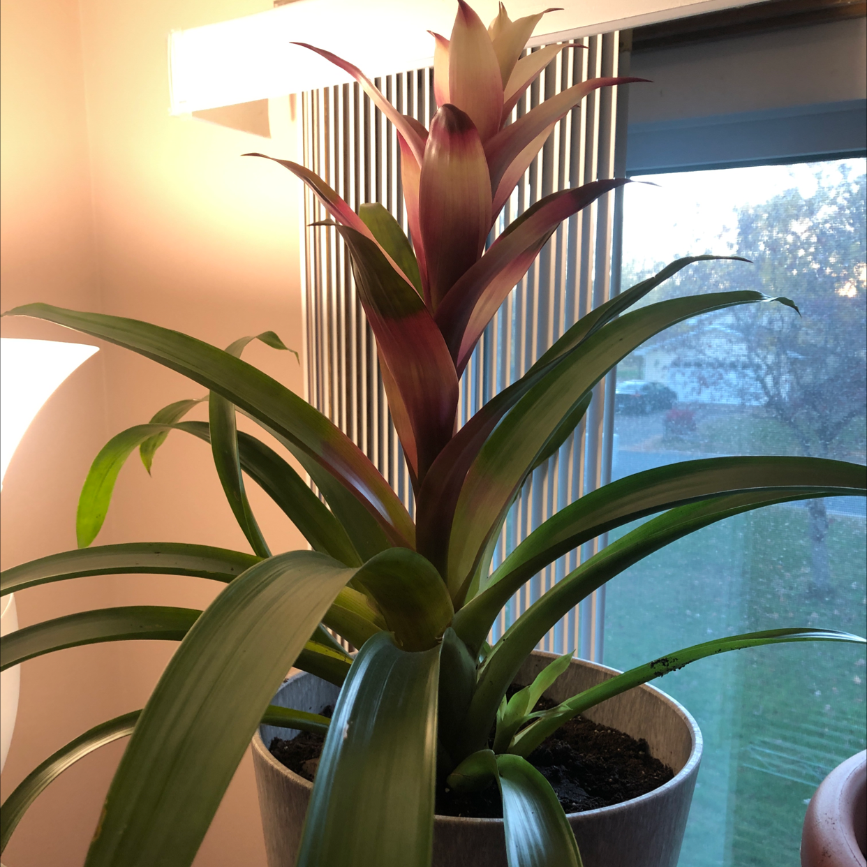 Healthy Guzmania lingulata houseplant with vibrant green leaves and a red flower bract, potted in soil near a window.