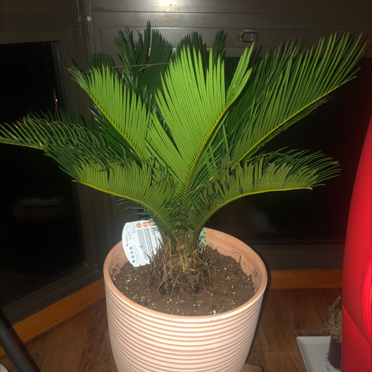 A healthy Sago Palm in a pot with vibrant green leaves and visible soil.