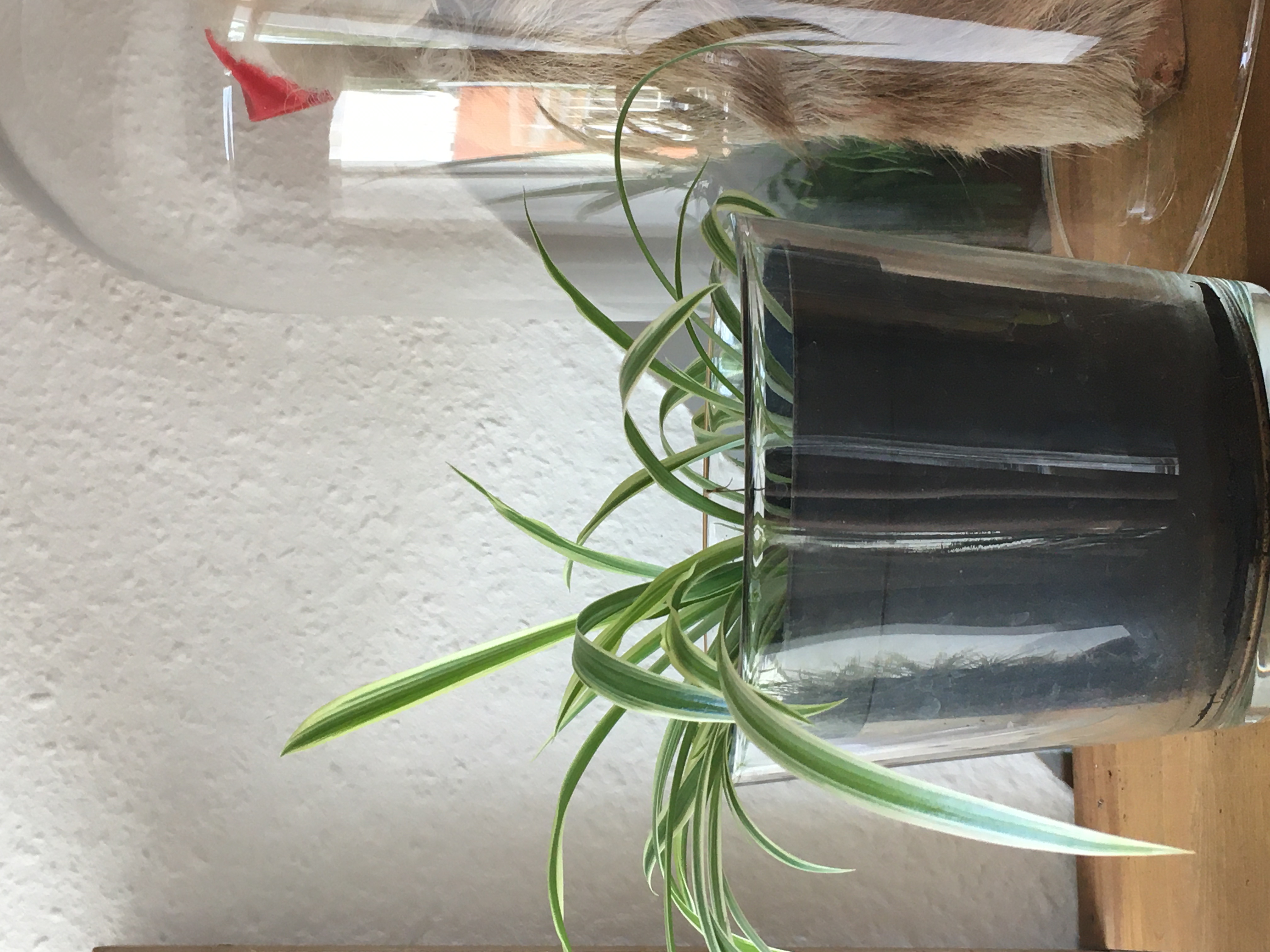 Photo of the plant species Ohana Express Dragon Fruit by Brigita named Baby Spider on Greg, the plant care app