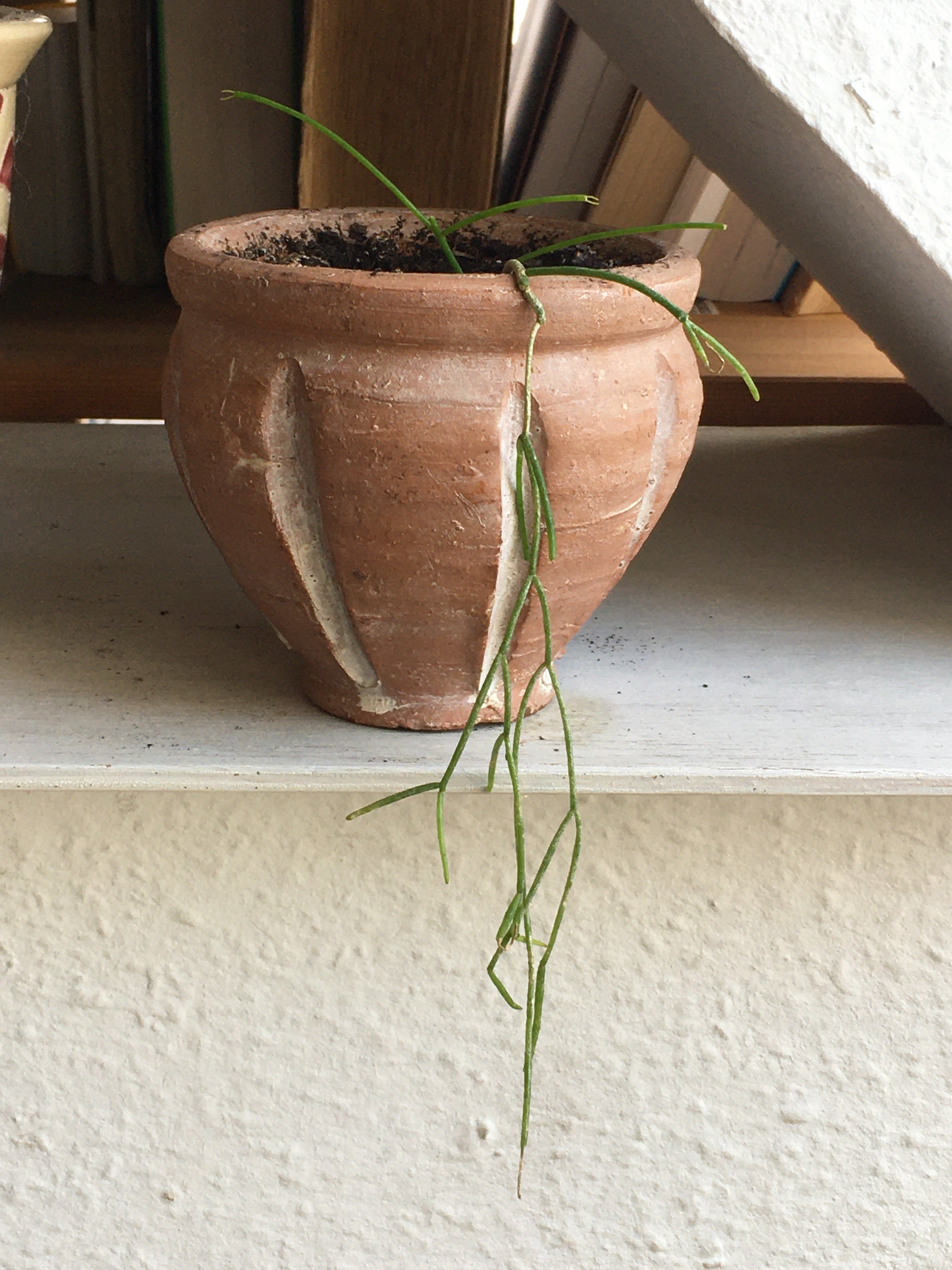 Plant care for Asian Sword Fern on Greg, the plant care app