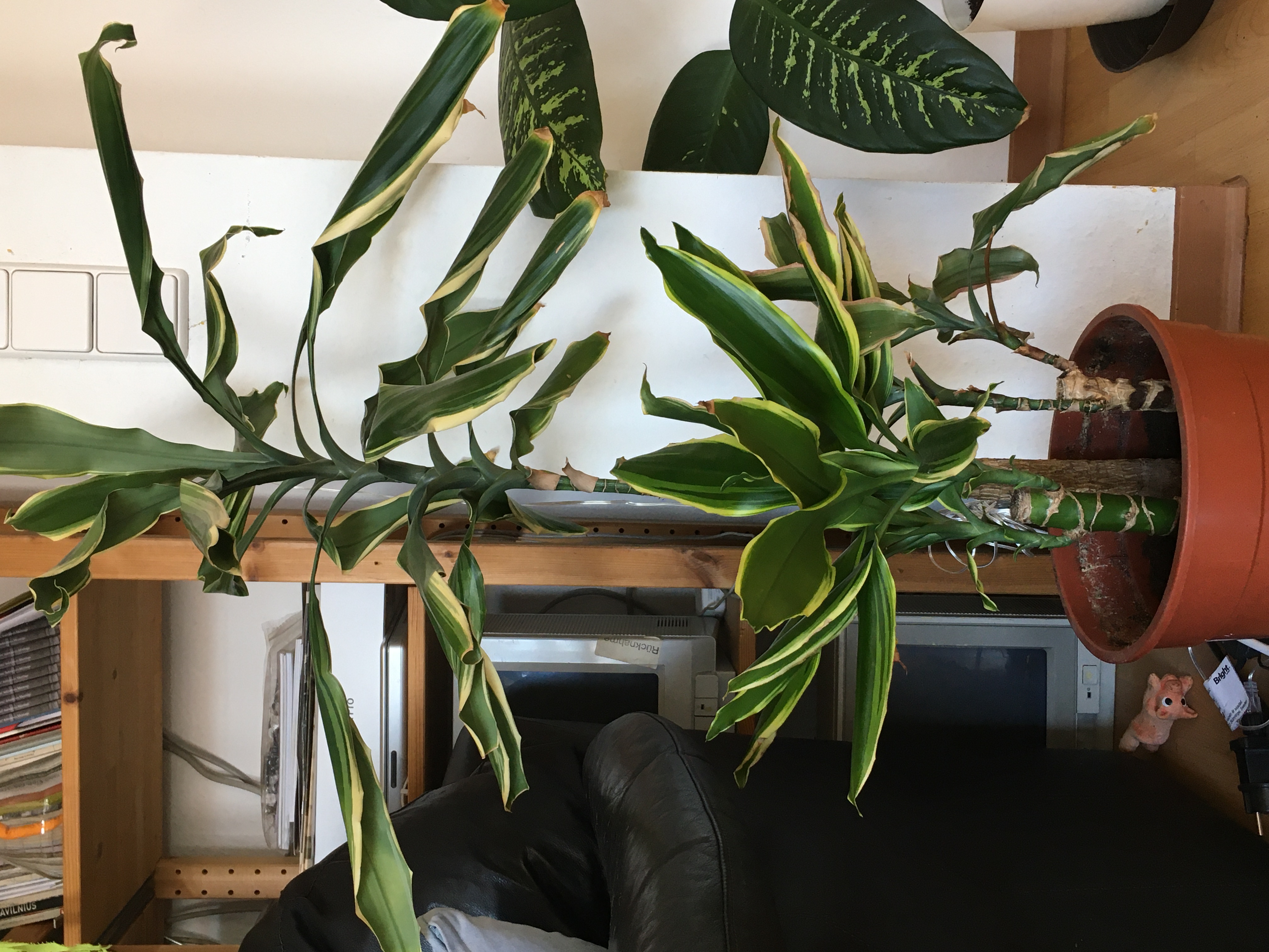 Photo of the plant species Genovese O Cummin Basil by Brigita named Banana on Greg, the plant care app
