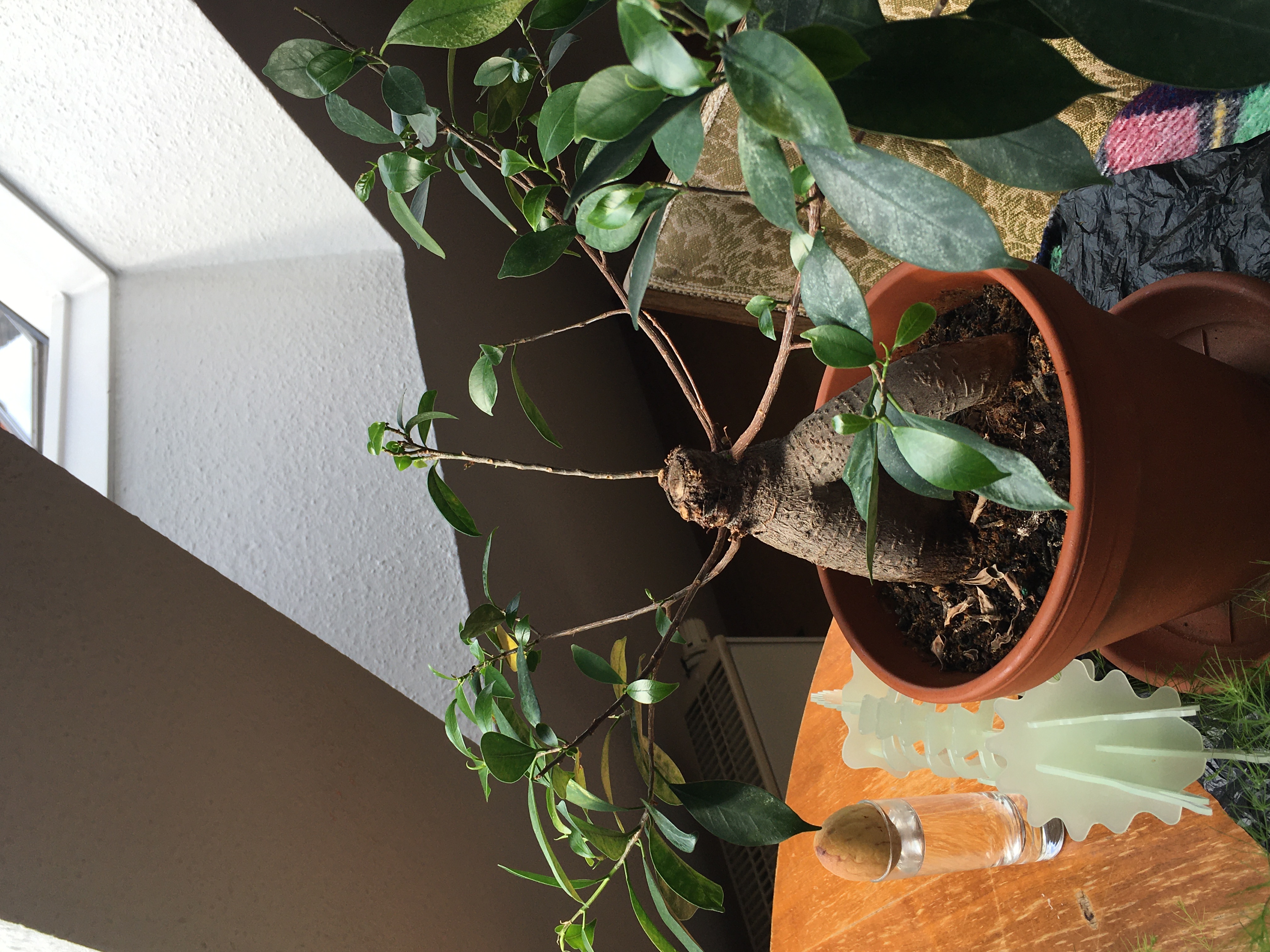 Photo of the plant species Small Bush Violet by Brigita named Bonsai on Greg, the plant care app