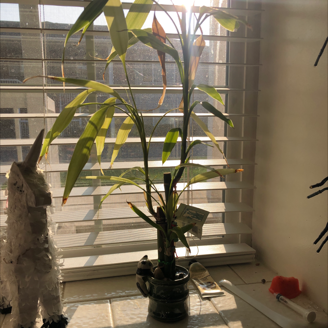 Healthy Lucky Bamboo plant with vibrant green foliage growing in a small black pot, positioned in front of a window with blinds.