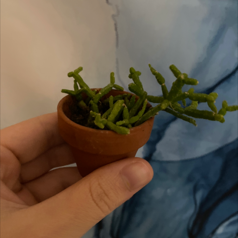 Small potted Hairy Stemmed Rhipsalis plant held by a hand, with green stems and no visible signs of disease.