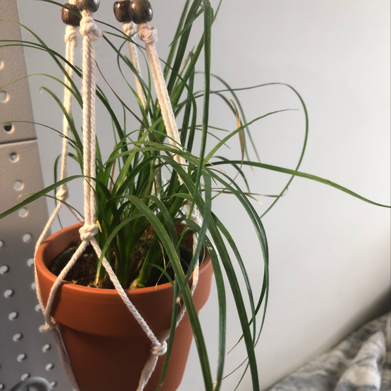 Healthy ponytail palm plant with long, slender leaves cascading from a bulbous base in a terracotta pot.