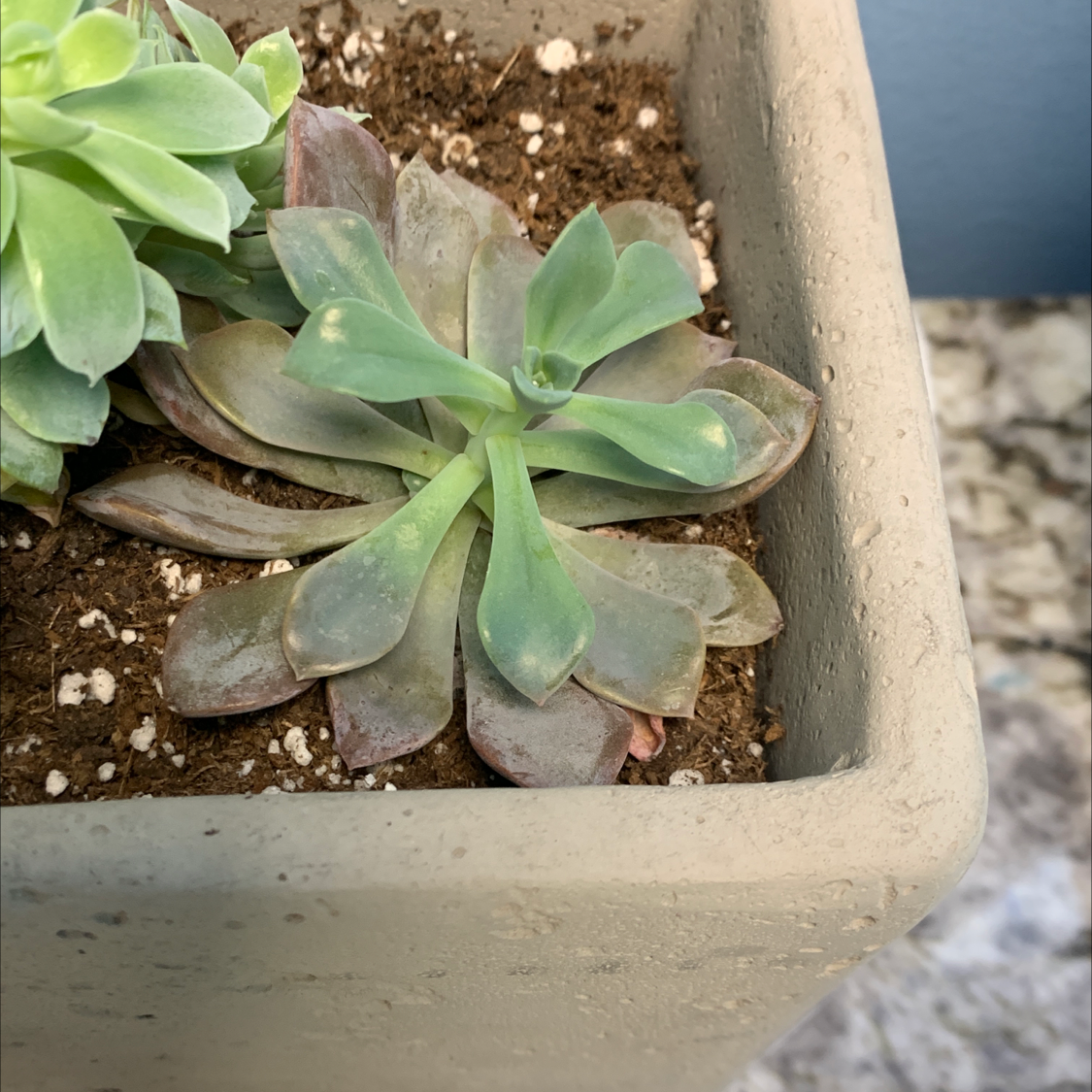 Echeveria Runyonii succulent in a pot with visible soil and some leaf browning.