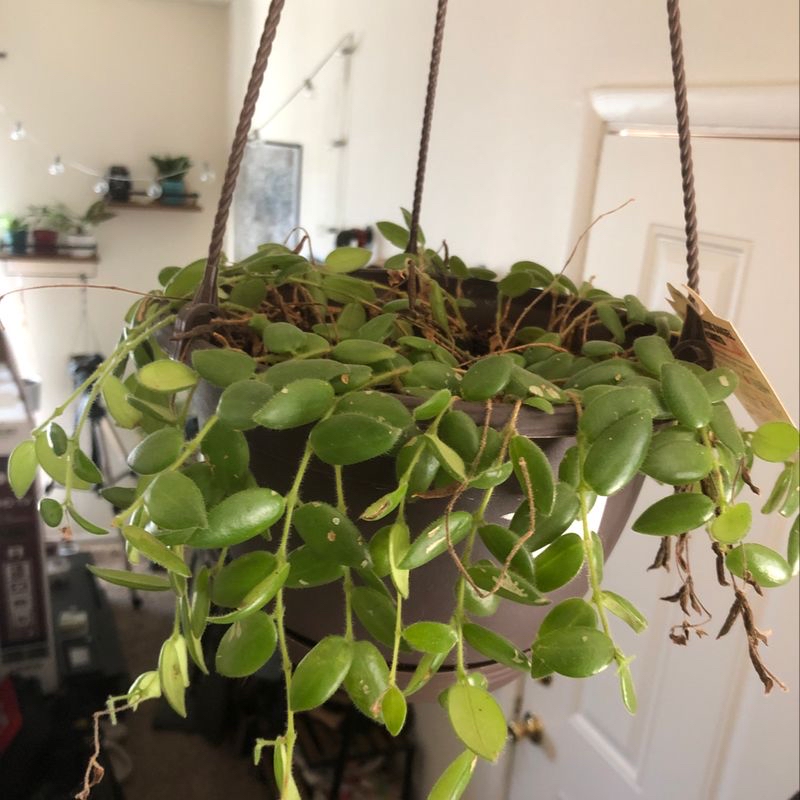 Healthy vining peperomia plant with long trailing vines and vibrant green succulent leaves, growing in a hanging basket indoors.