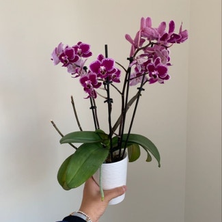 Phalaenopsis Orchid plant in Arlington, Virginia