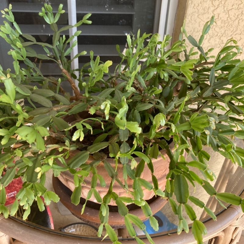 Photo of the plant species Ixia Hybrid by @Kwestannie named Merry on Greg, the plant care app