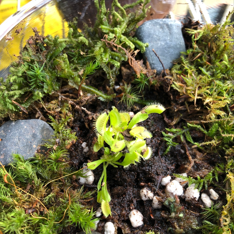 Plant care for Angelonia 'Sundancer Purple' on Greg, the plant care app