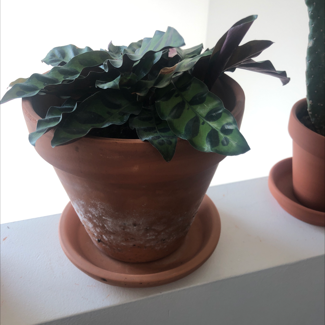 Rattlesnake Plant (Calathea lancifolia) in a terracotta pot with vibrant green leaves and dark markings.