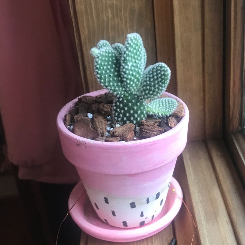 Photo of the plant species Black Bat Flower by @GraceW named Joseph on Greg, the plant care app