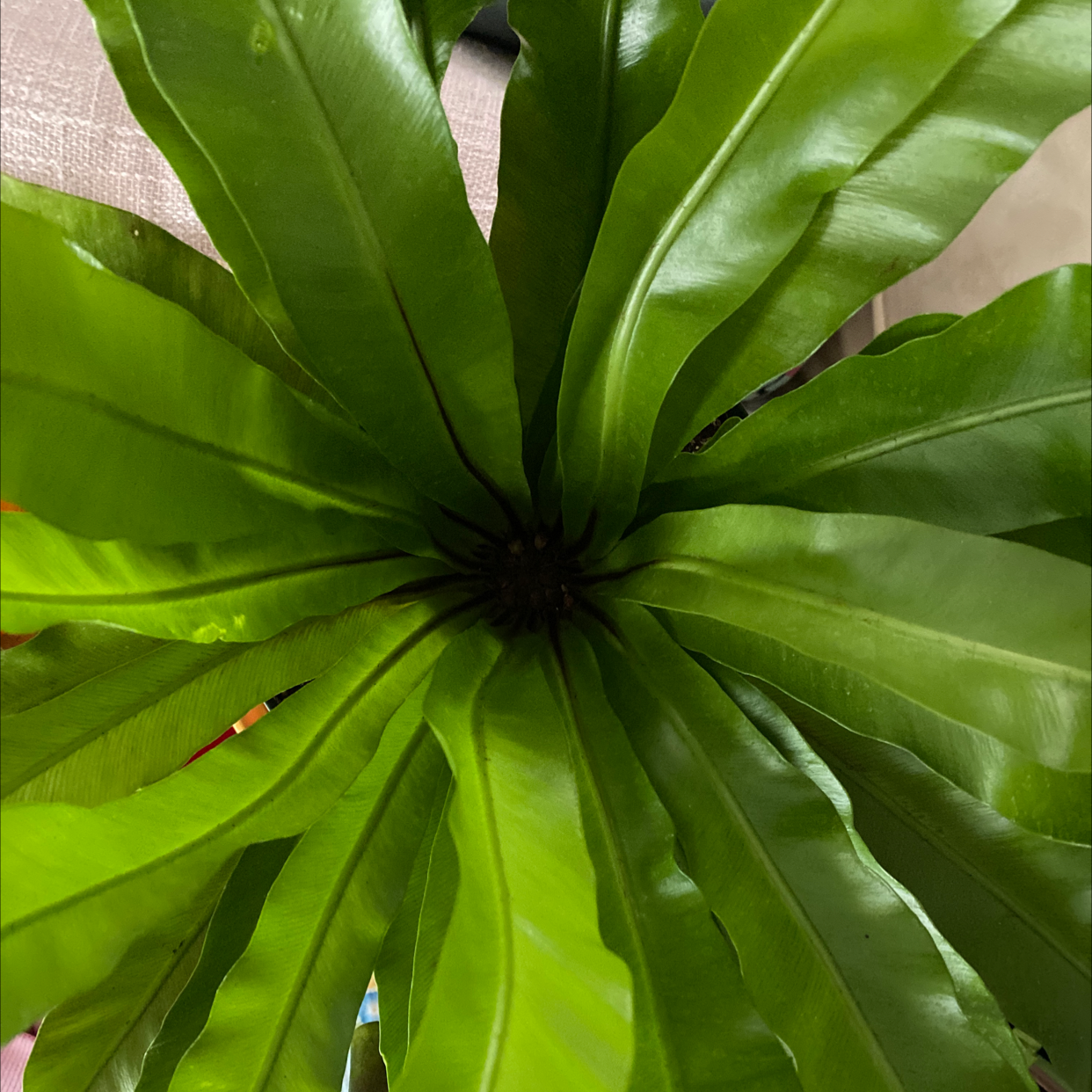 A healthy, lush bird's nest fern plant with vibrant green, glossy leaves in a rosette pattern, resembling a bird's nest.