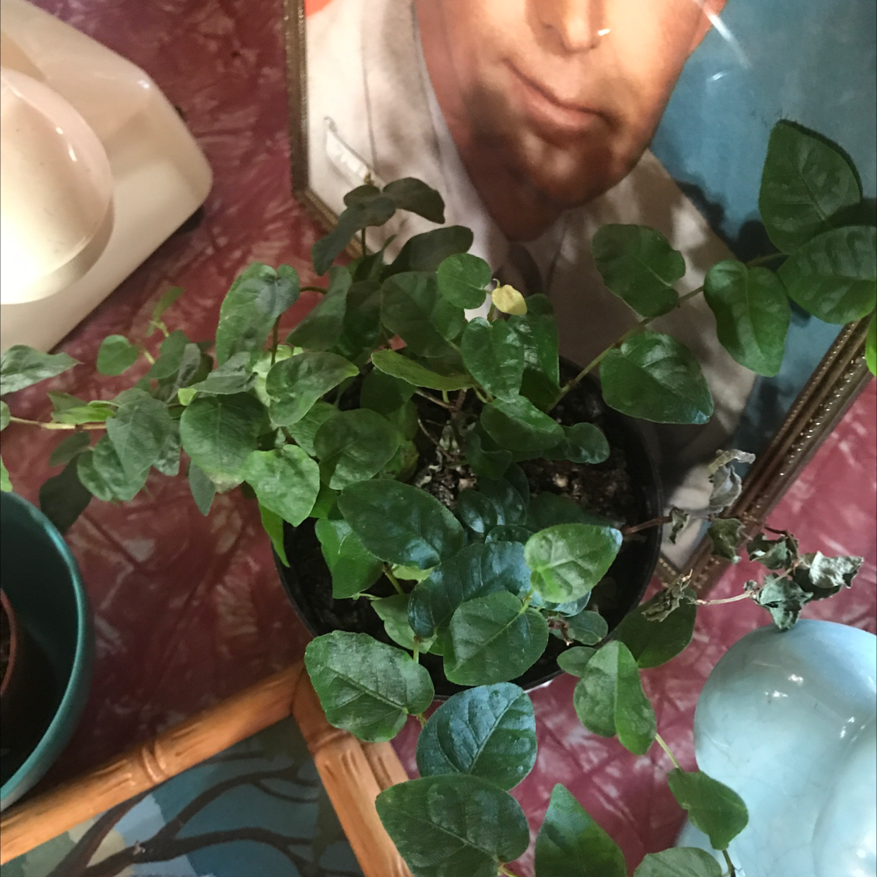 Close-up view of healthy creeping fig plant with glossy, heart-shaped leaves held in hands, in a small ceramic pot.