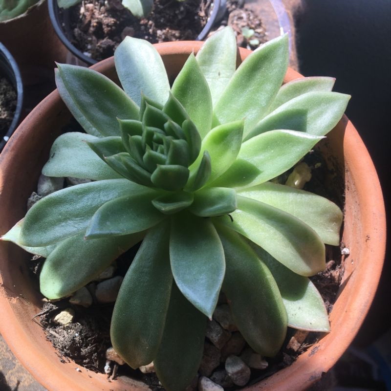 Lipstick Echeveria succulent in a terracotta pot with visible soil.