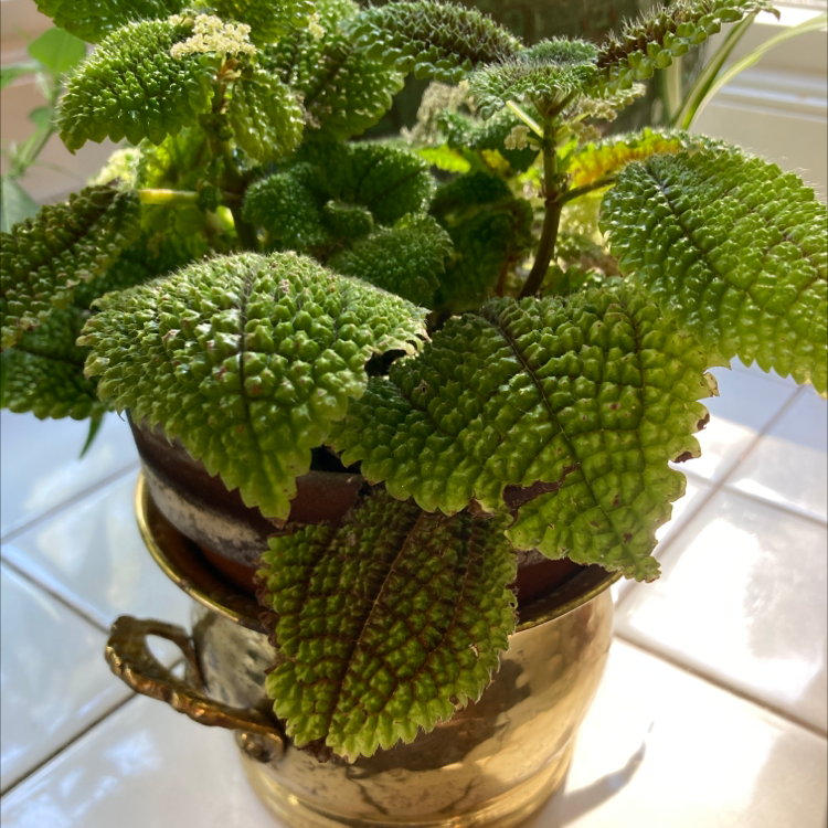 Friendship Plant (Pilea involucrata) in a brass pot with green, textured leaves.