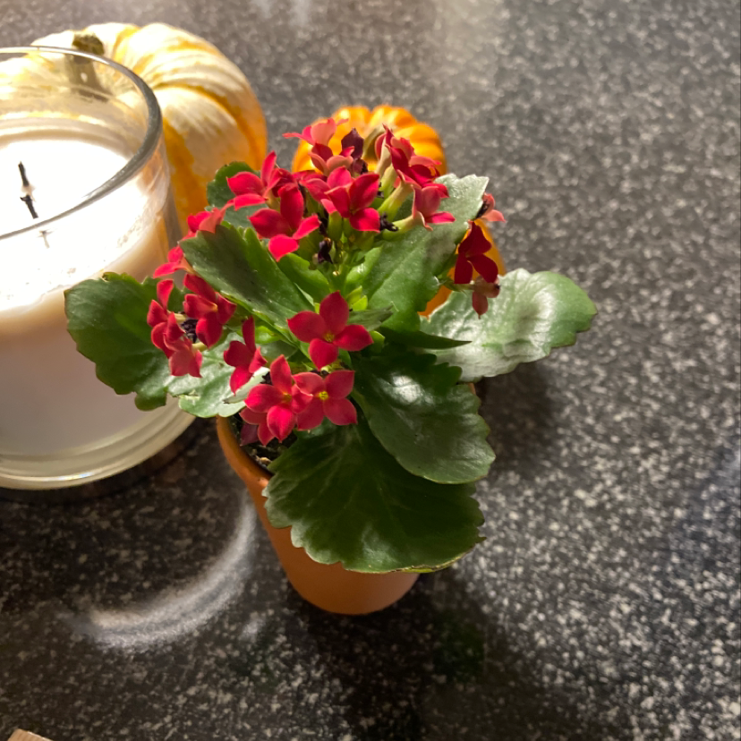 Vibrant red-flowered Kalanchoe plant in a small orange pot, appears healthy and thriving.