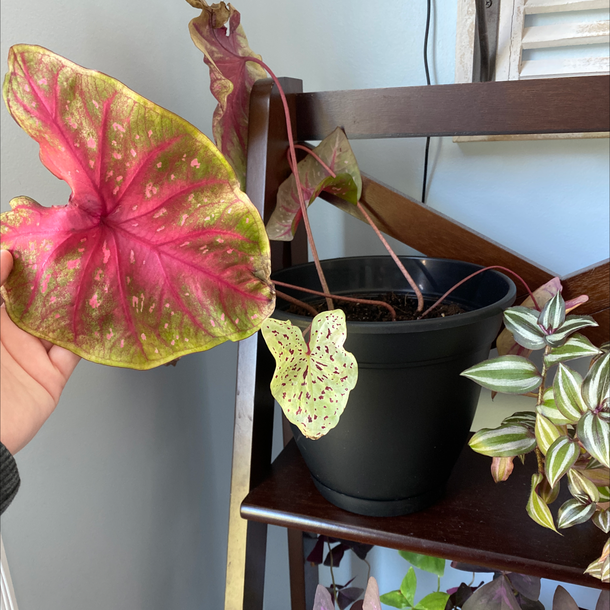 Healthy variegated pink and green Caladium 'Heart of Jesus' plant in a black pot, held by a human hand to show leaf detail.
