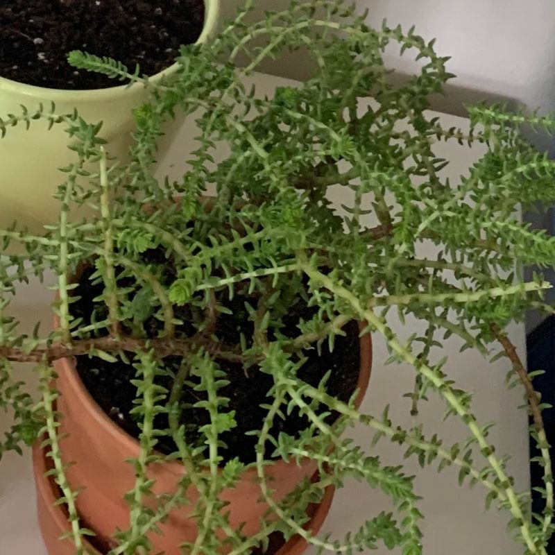 Photo of the plant species El 3in Cacti Asst by Sara named Crazy succulent in living room on Greg, the plant care app