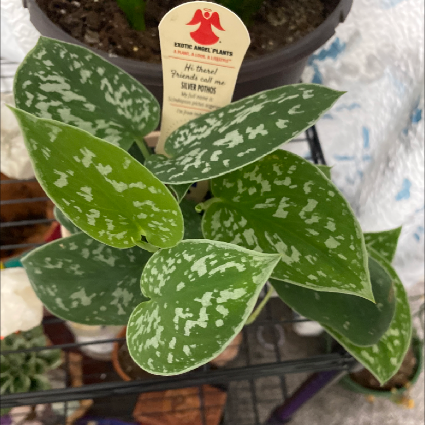 Healthy, vibrant Satin Pothos plant with shiny, variegated heart-shaped leaves. No signs of discoloration or disease.