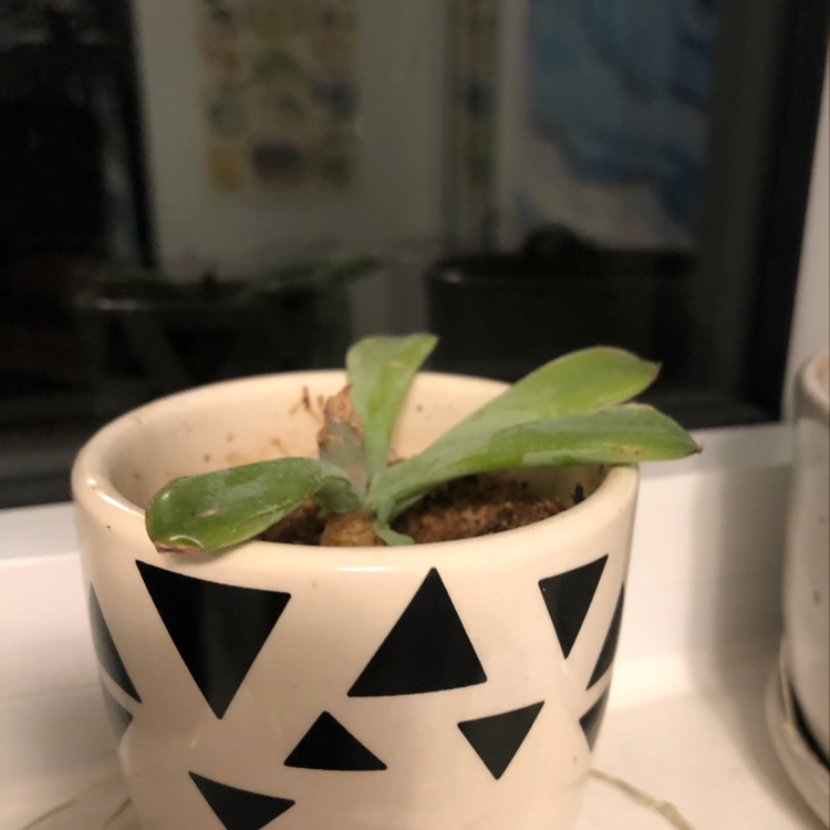 Photo of the plant species Vanda by Madison named Your plant on Greg, the plant care app