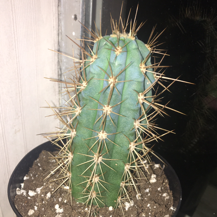 Blue Columnar Cactus in a pot with visible soil, well-framed and healthy.