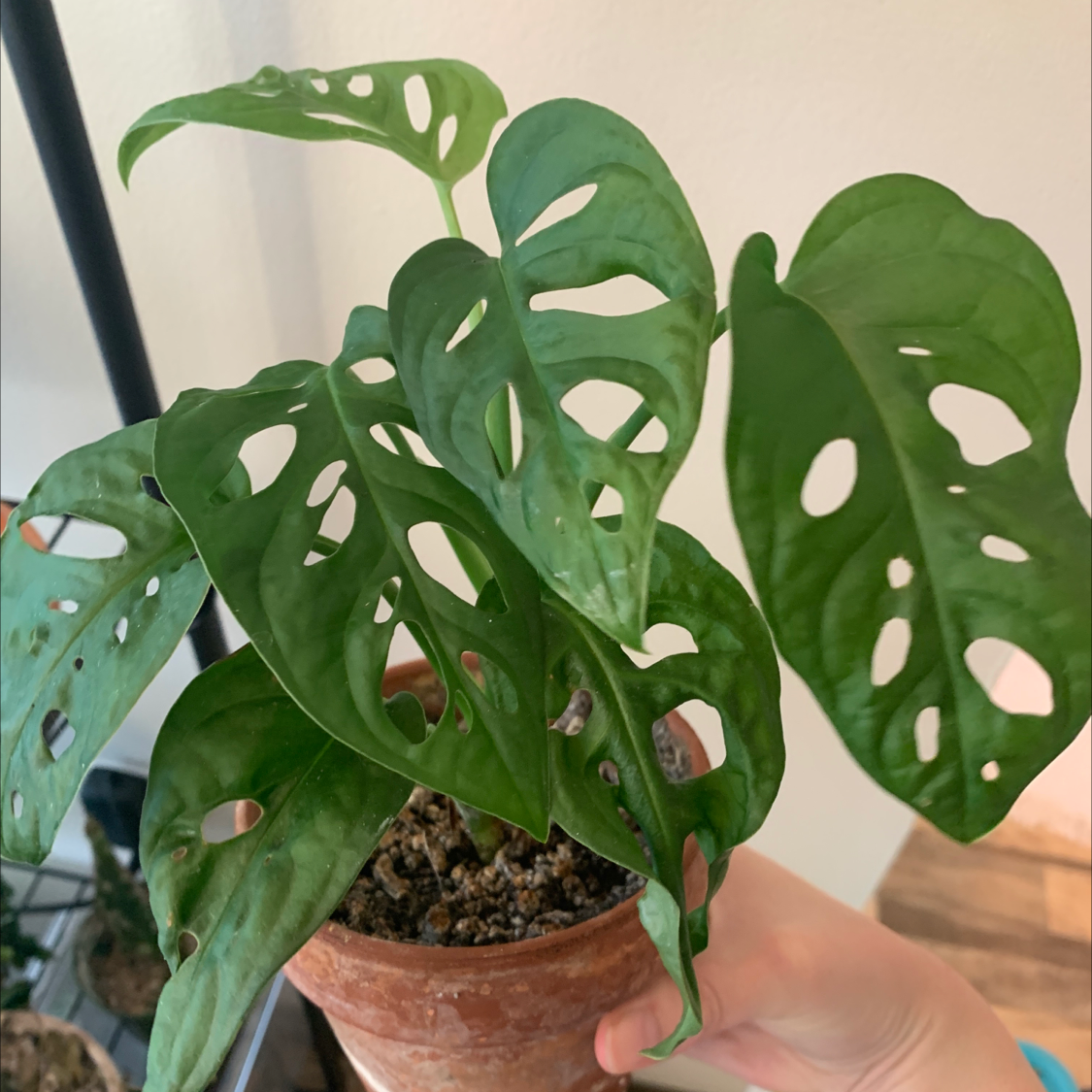 Hands holding a healthy Monstera deliciosa plant with large, perforated green leaves in a terracotta pot.