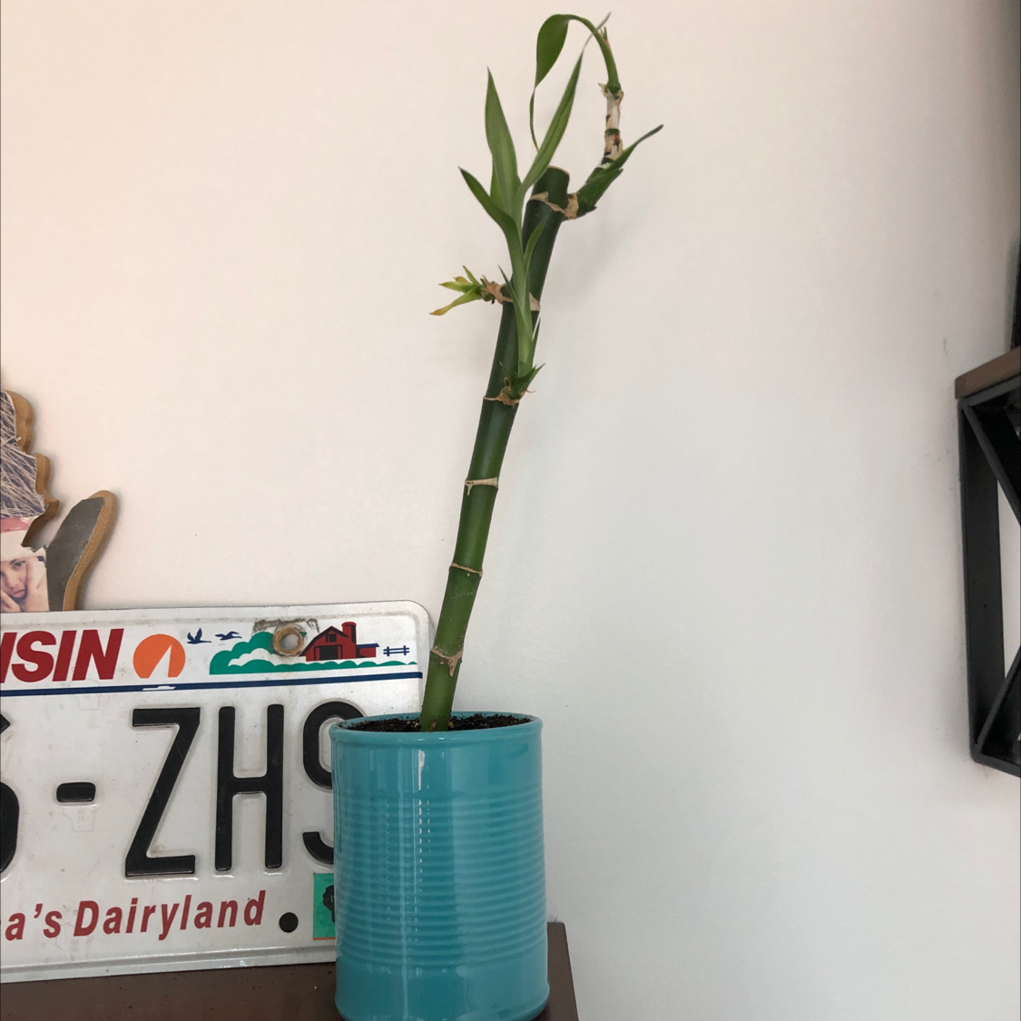 Healthy lucky bamboo plant with twisted green stems in a teal ceramic pot, with a partial Wisconsin license plate visible in the background.