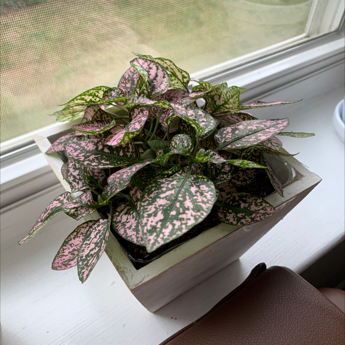 Thriving Polka Dot Plant with vibrant pink and green spotted foliage in a white rectangular planter on a windowsill.