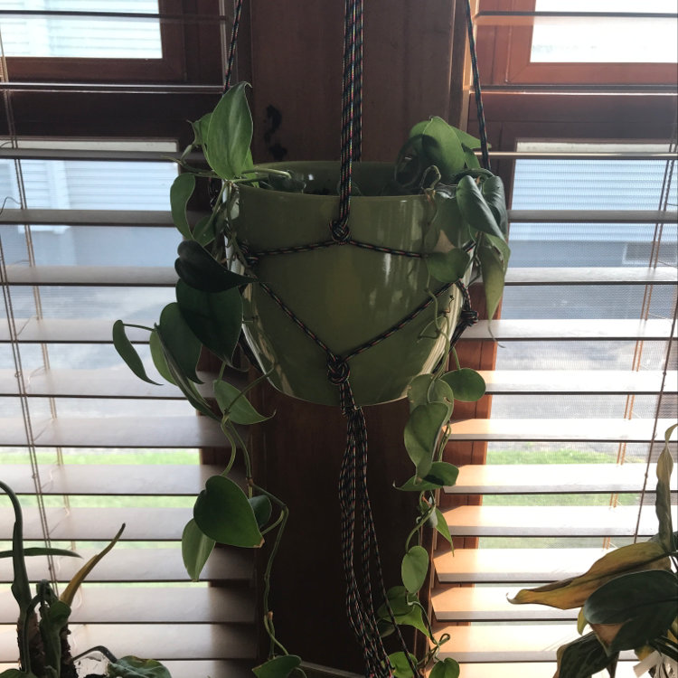 A healthy potted Dieffenbachia plant with lush green and white variegated leaves, hanging in a macrame hanger near a window.