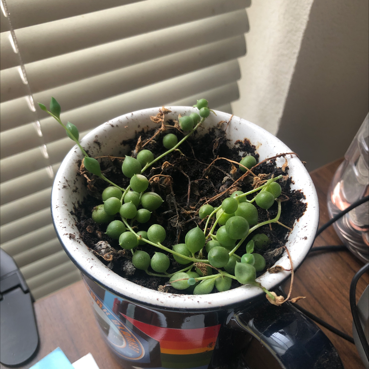 String of Pearls plant in a mug used as a pot, with visible soil and healthy green leaves.