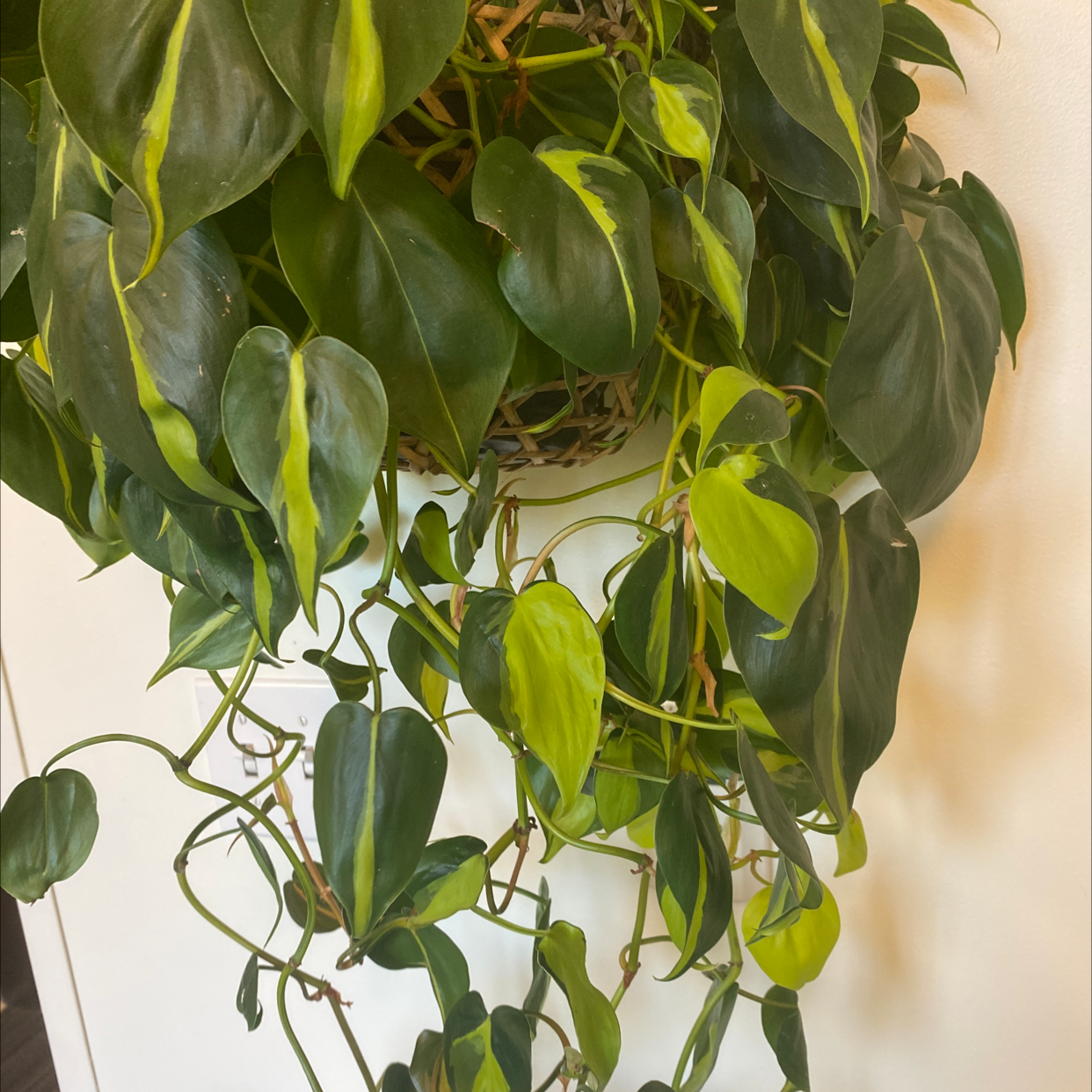 Philodendron Brasil plant with vibrant green and yellow variegated leaves.