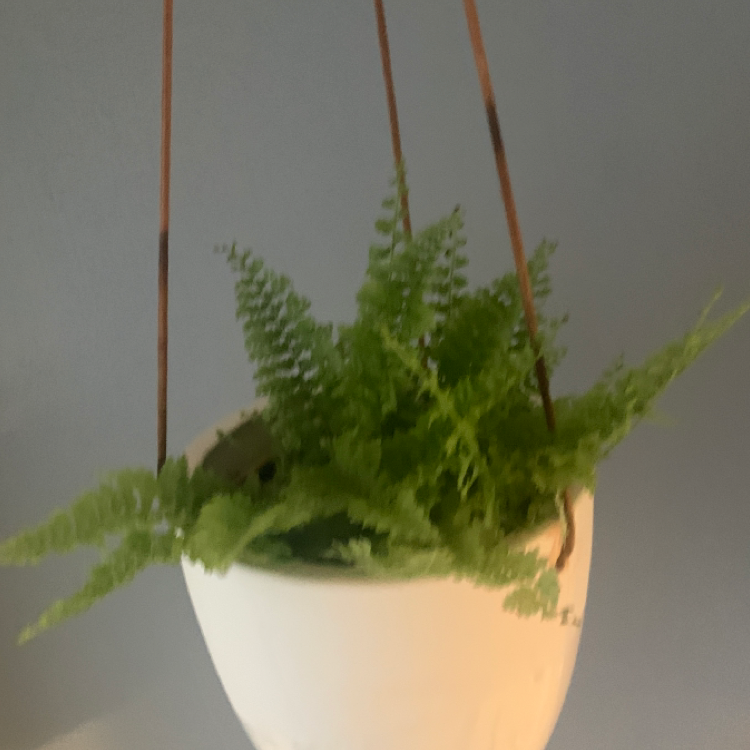 Healthy hanging Boston Fern plant with lush green foliage and some slight yellowing on fronds, against gray background.