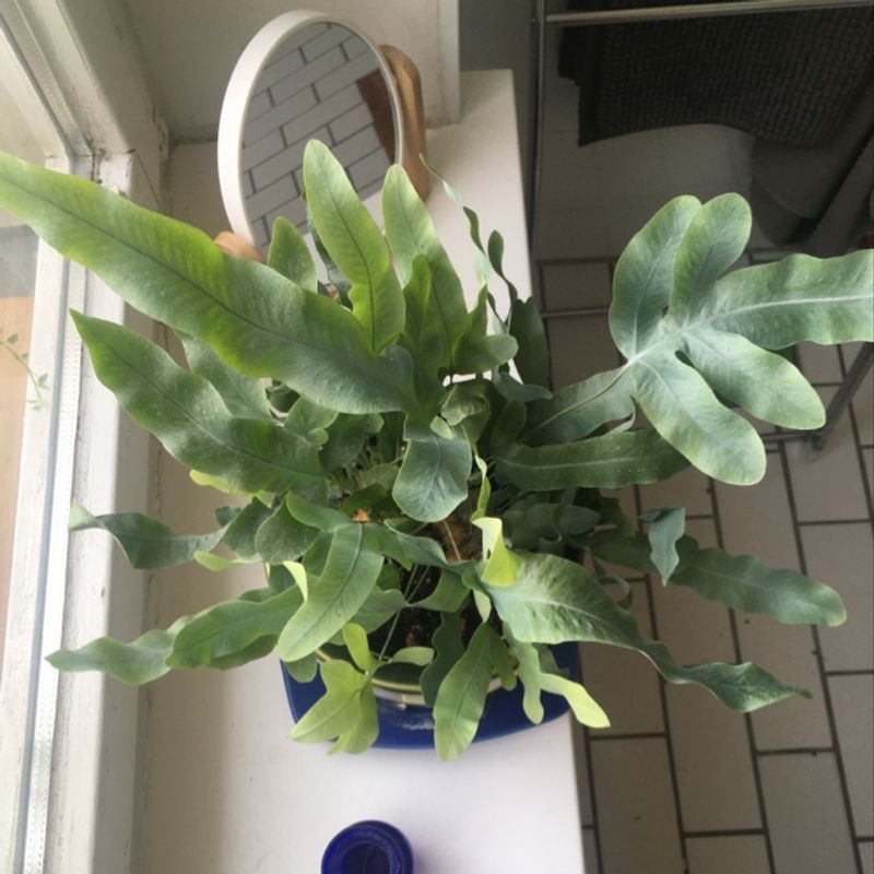 Photo of the plant species Small Spikerush by Jose named Phlebodium aureum on Greg, the plant care app