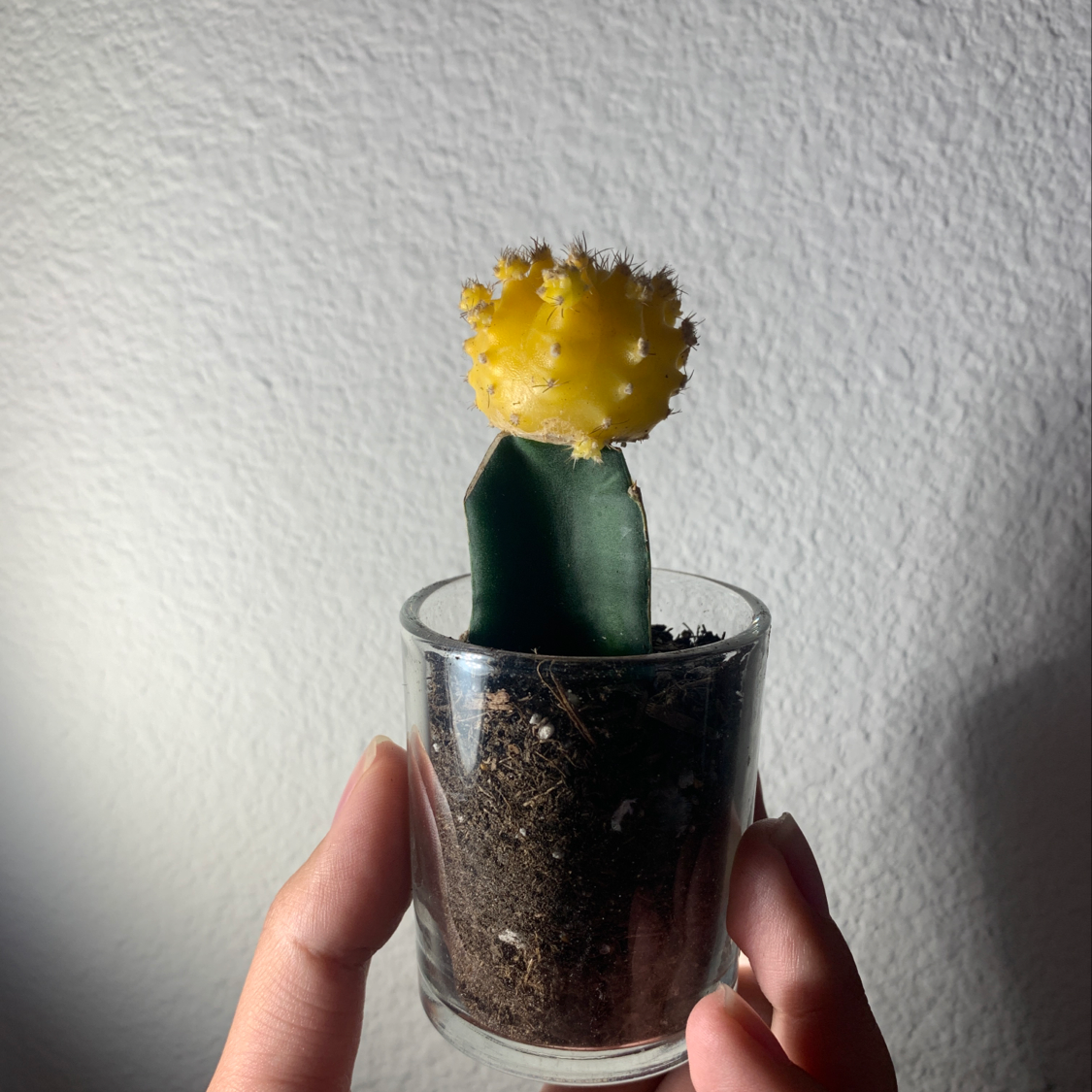 Moon Cactus in a small glass container held by hands, with visible soil.