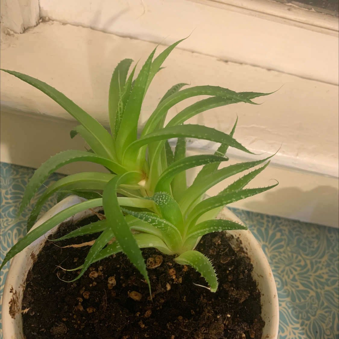 Candelabra Aloe plant in a white pot with visible soil, healthy green leaves.